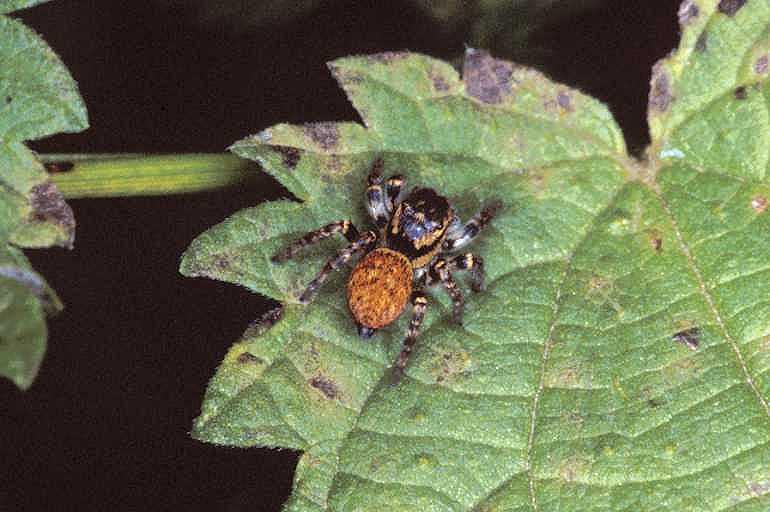 Carrhotus_xanthogramma_P1179_Z_92_Les Gris_Frankrijk.jpg
